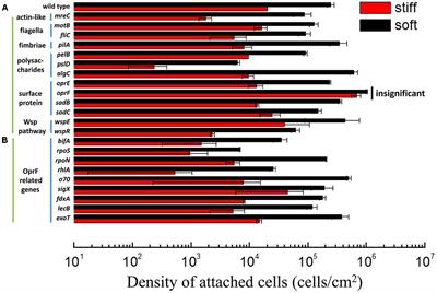 Cyclic-di-GMP and oprF Are Involved in the Response of Pseudomonas aeruginosa to Substrate Material Stiffness during Attachment on Polydimethylsiloxane (PDMS)